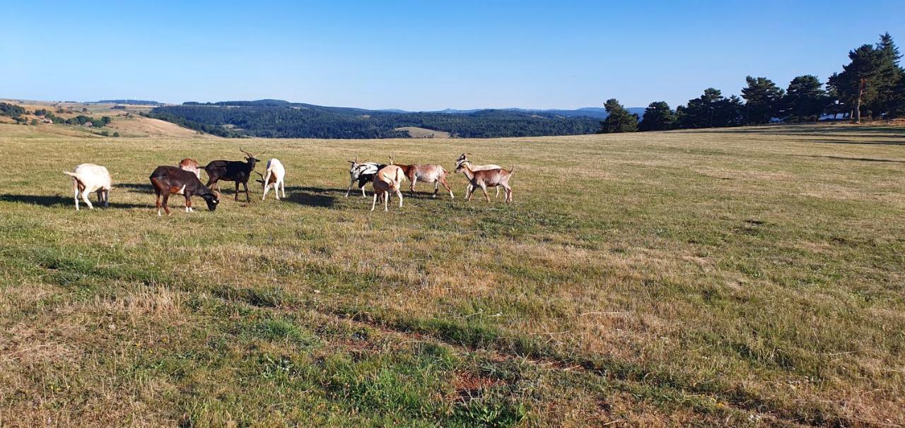 Les Gites Estaou Treillo Le Monastier sur Gazeille Exterior photo